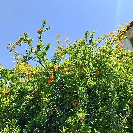 La Terrazza Sul Melograno - بيت للعطل Magomadas
